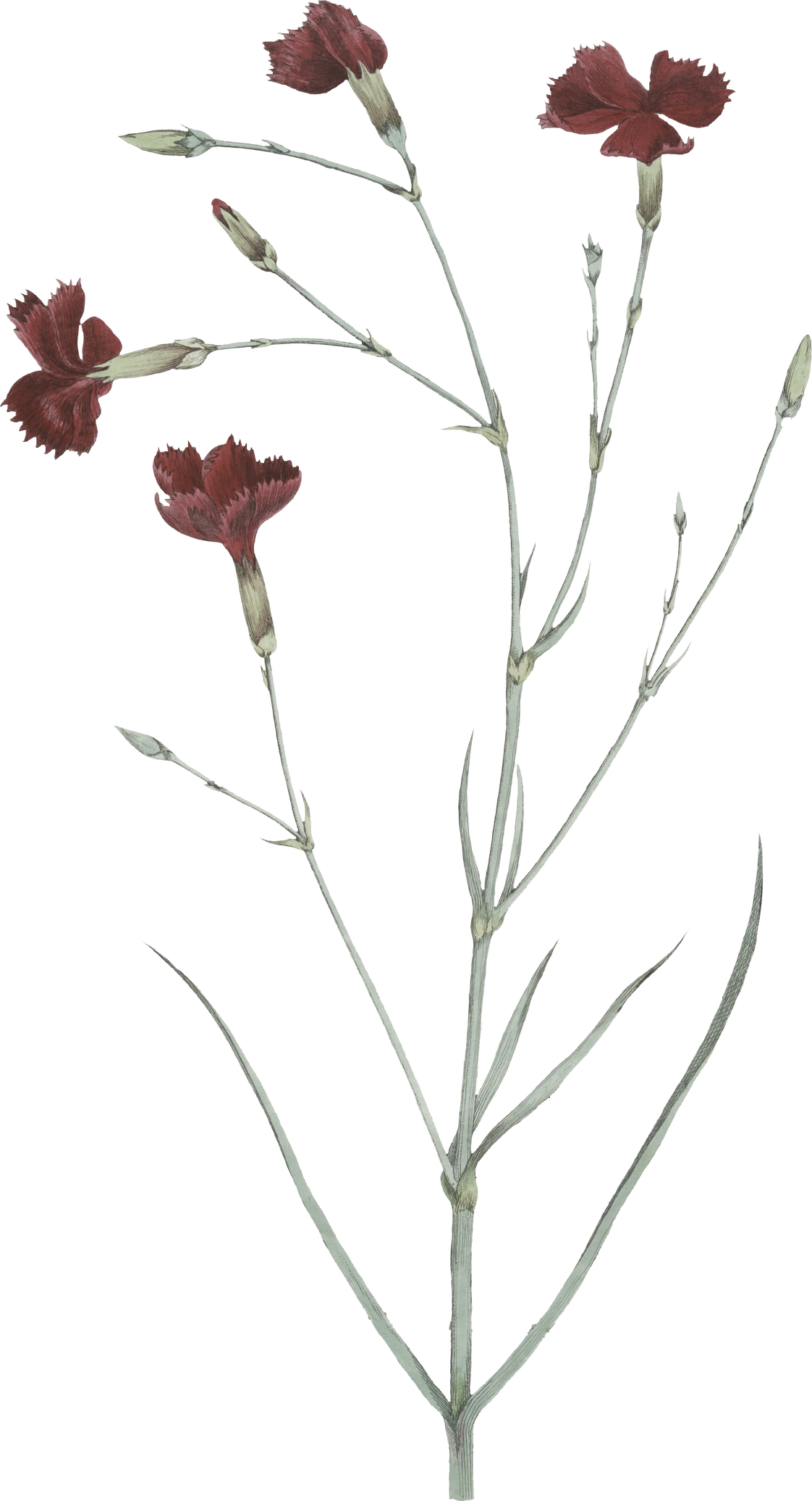 Floral Plant Illustration