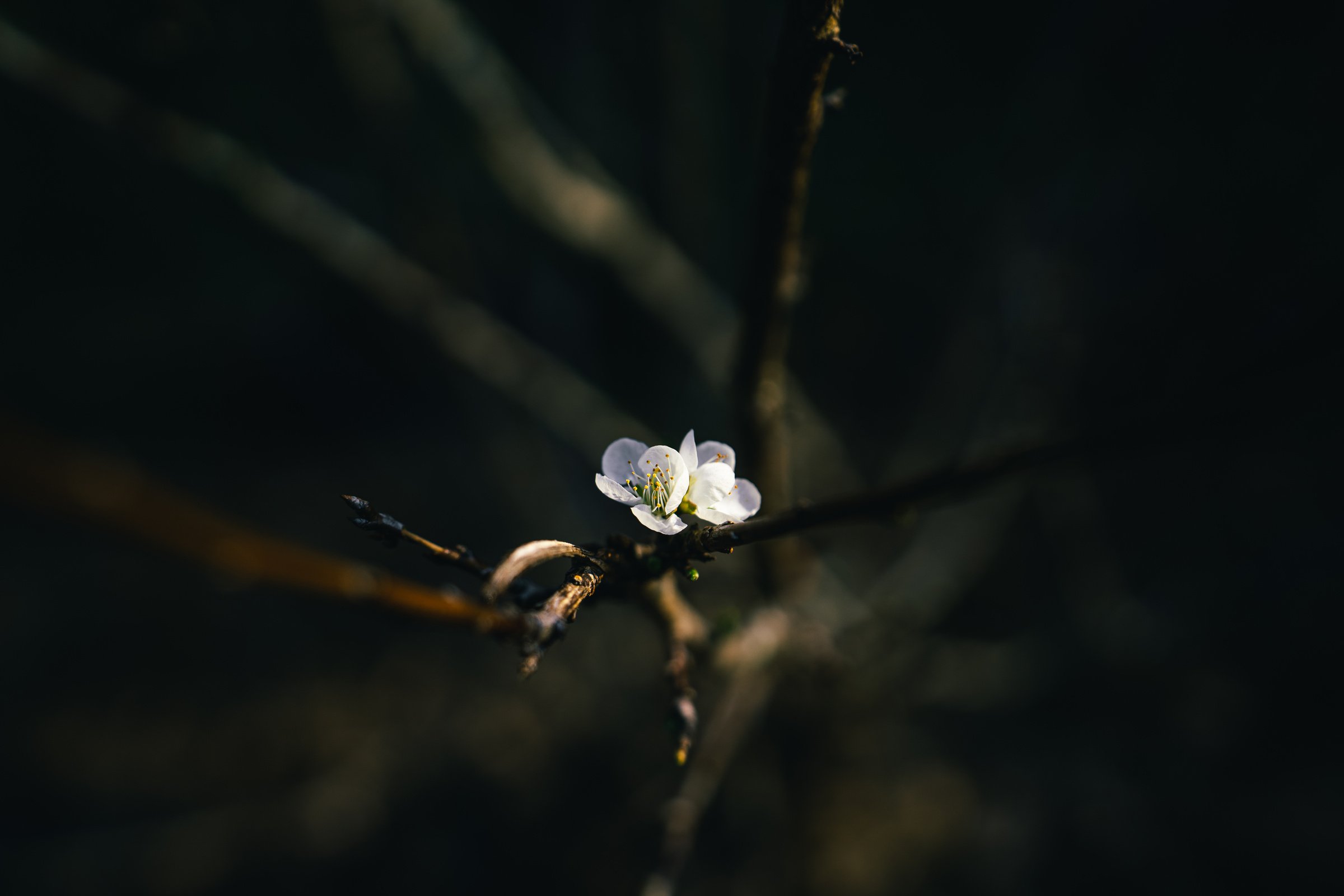 Flowers spring white background nature dark,Dark flower